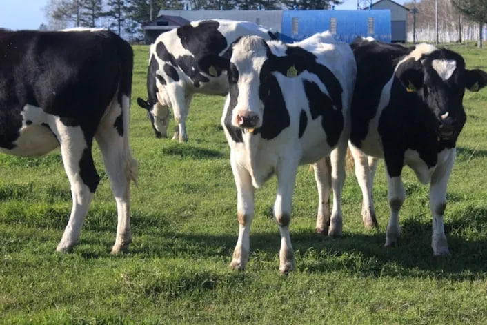 สหรัฐพบการแพร่ระบาดของไข้หวัดนกในโคนมครั้งแรกของโลก และพบผู้ติดเชื้อจากสัตว์ หน่วยงานไต้หวันเตือนประชาชนไม่ควรดื่มนมดิบที่ไม่ผ่านการฆ่าเชื้อ