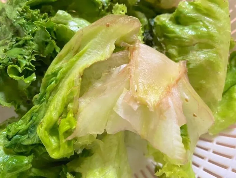 ผักกาดหอมมีรอยตัดแล้วเปลี่ยนเป็นสีแดง ยังสามารถรับประทานสดได้อย่างปลอดภัยไหม?นักโภชนาการแชร์เคล็ดลับเล็ก ๆ ที่ช่วยชะลอการเปลี่ยนสี