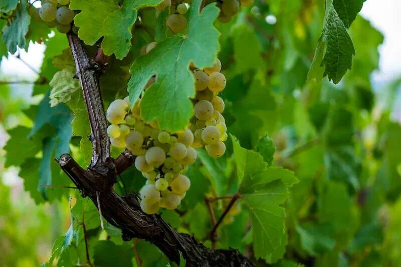 เคล็ดลับการทำ "องุ่นมัสแคทดองโซดา" ที่กำลังฮิตในญี่ปุ่น