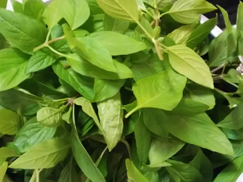 ขั้นตอนการทำ Pesto Cubes แบบมือโปร